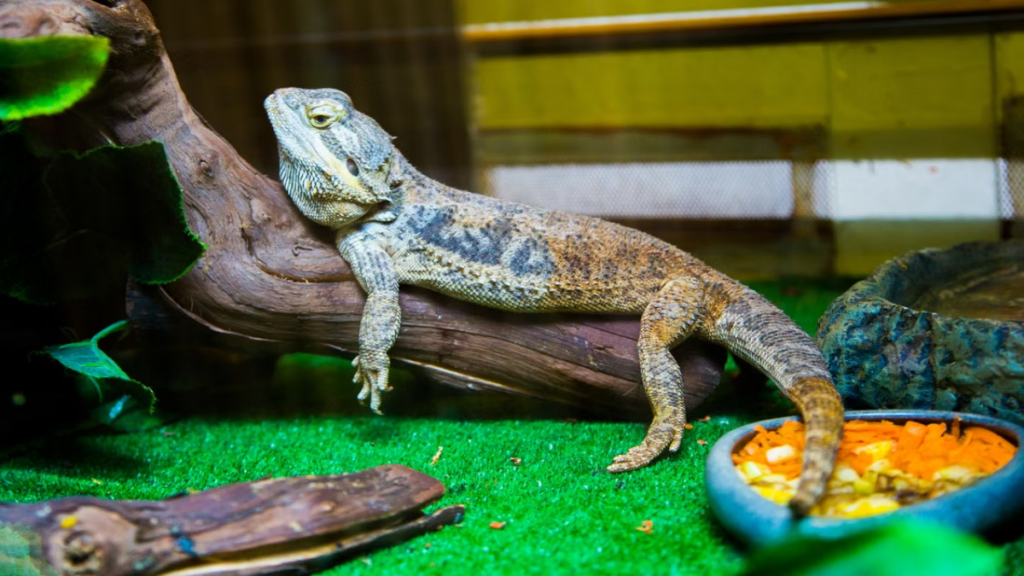 Precise temperature tracking to enforce safe methods for bearded dragon breeding at home standards