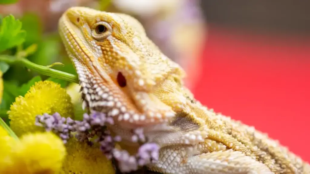 testing-fluid-contents-and-bacterial-rot-in-failed-bearded-dragon-breeding-eggs