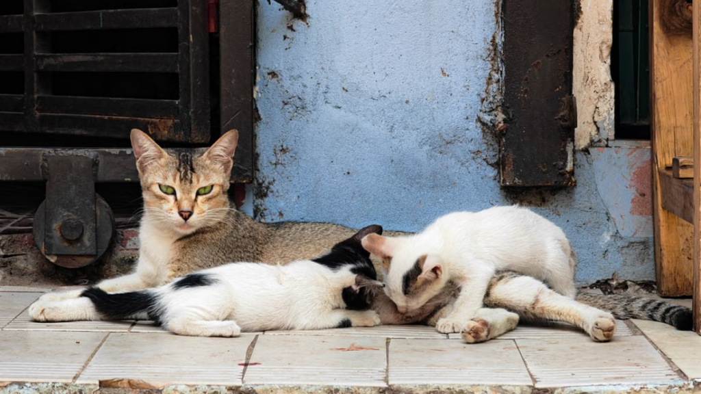 Applying a warm compress to stimulate milk production under how to care for a cat after giving birth to boost milk production standards