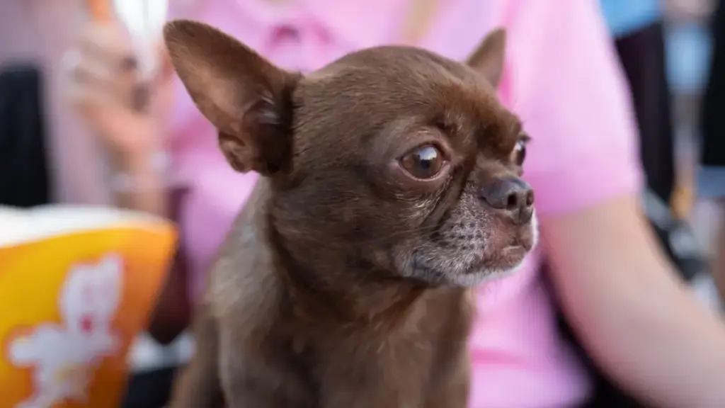tiny-tan-chihuahua-growling-aggressively-on-a-living-room-couch-cushion