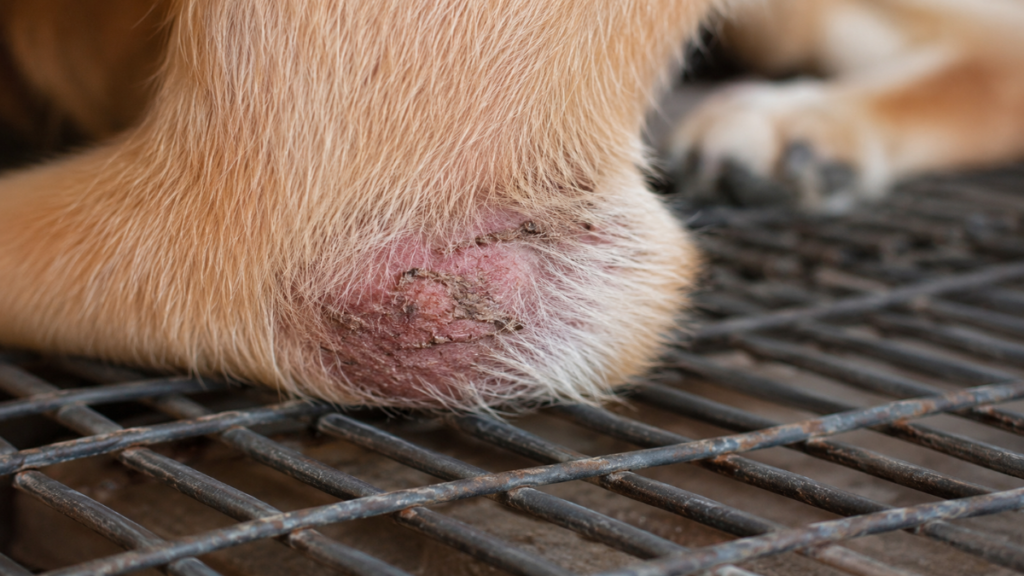 Skin ulceration due to the harmful effects of a canine kennel