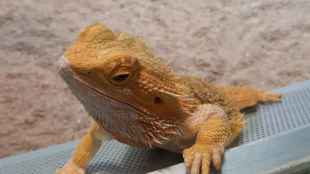 top-down-view-of-lab-equipment-measuring-nutritional-matrix-to-avoid-dangerous-bearded-dragon-diet