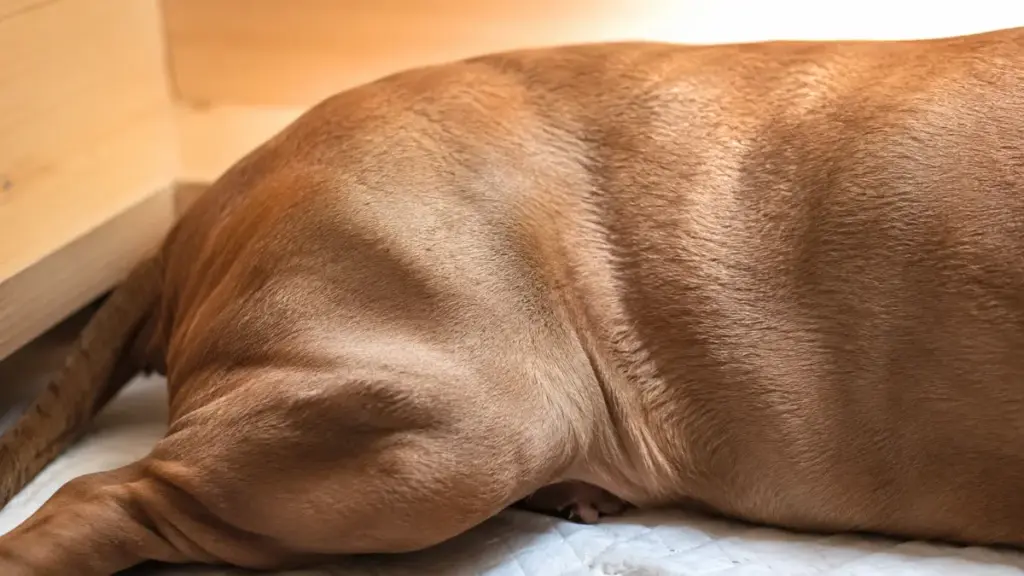 tracking-active-abdominal-muscle-contractions-in-advanced-dog-whelping-stages