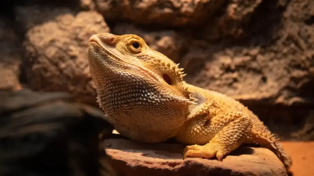 tracking-humidity-deficits-to-avoid-dry-failed-bearded-dragon-breeding-eggs