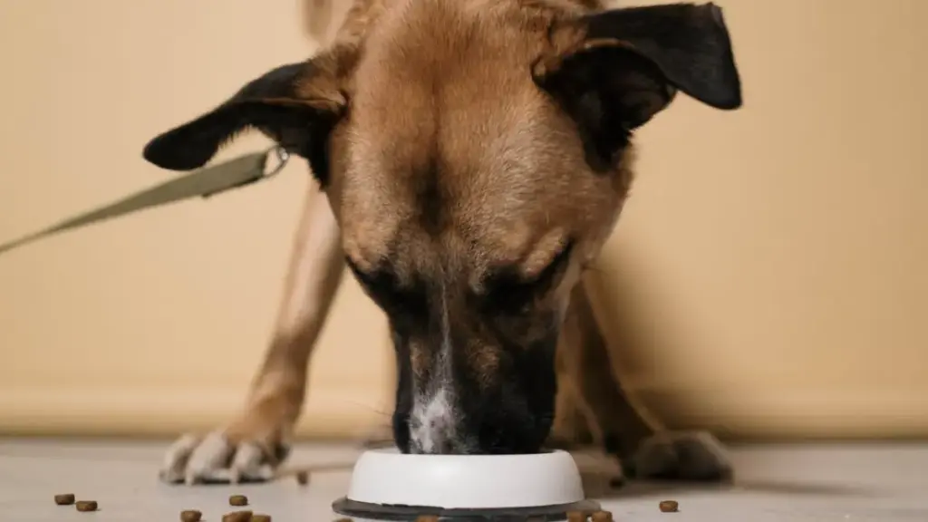 transient-anorexia-signs-rabies-injection-for-dog