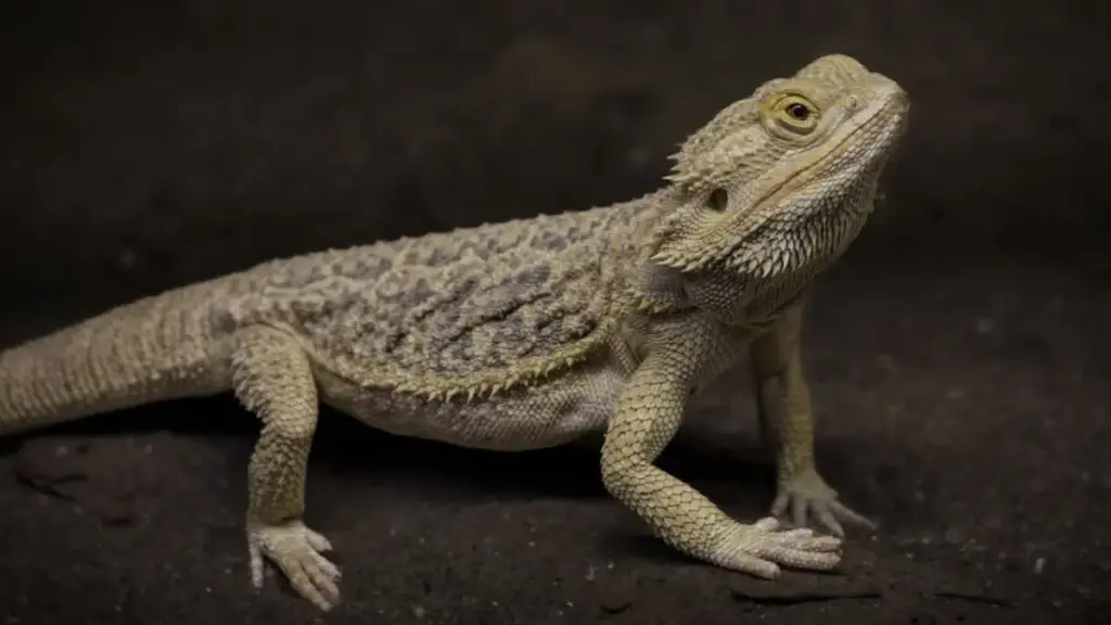 unobstructed-uvb-light-delivery-for-optimal-skeletal-health-in-a-bearded-dragon-tank