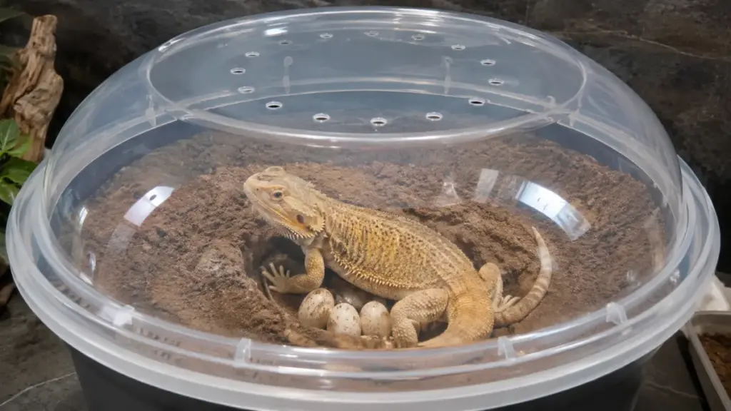 fuzzy-white-reptile-egg-mold-spreading-across-a-collapsed-shell-in-a-dragon-lay-eggs-box