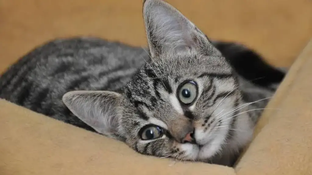 veterinarian-checking-anxious-feline-health-history-during-a-checkup-cat