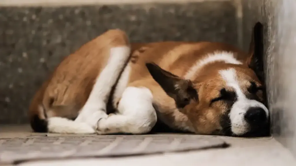 veterinarian consulting dog owner in clinic