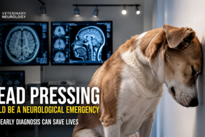 veterinary diagnostic room head pressing abnormal dog body behavior
