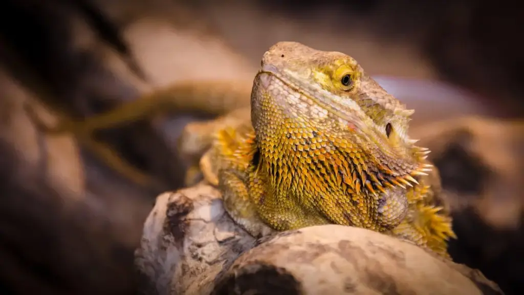 veterinary-educational-materials-detailing-emergency-response-for-dangerous-bearded-dragon-diet-accidents