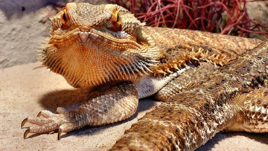 veterinary-lab-storage-showing-samples-related-to-kidney-failure-from-dangerous-bearded-dragon-diet