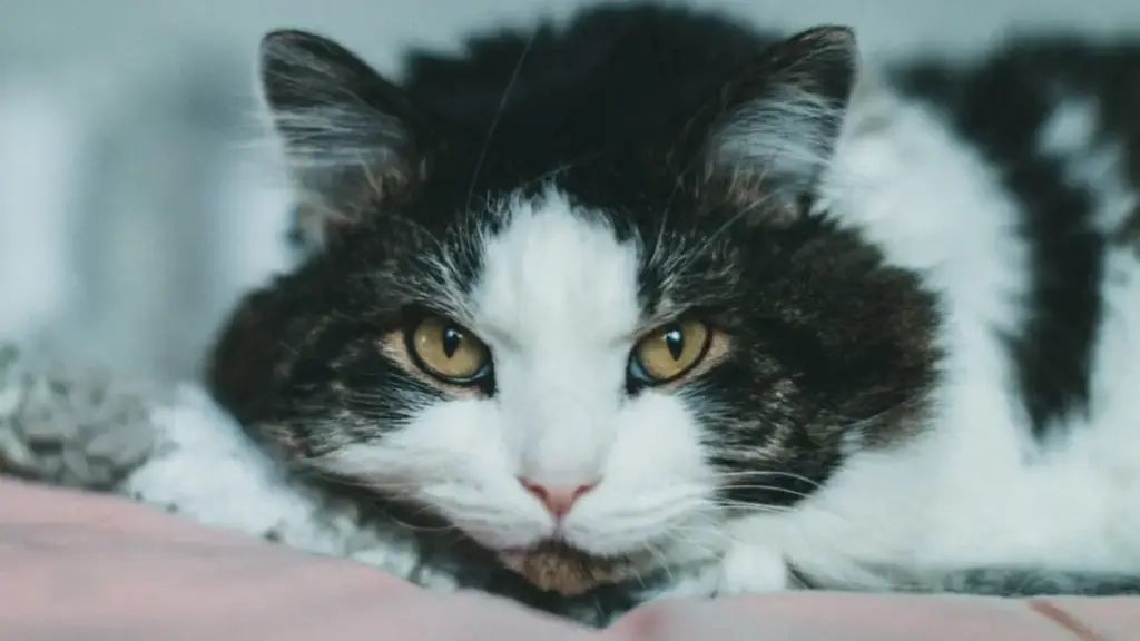 veterinary-maternity-guide-explaining-the-signs-cat-is-giving-birth