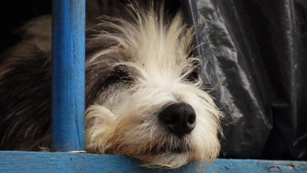 veterinary-neurologist-examining-brain-mri-abnormal-dog-body-behavior