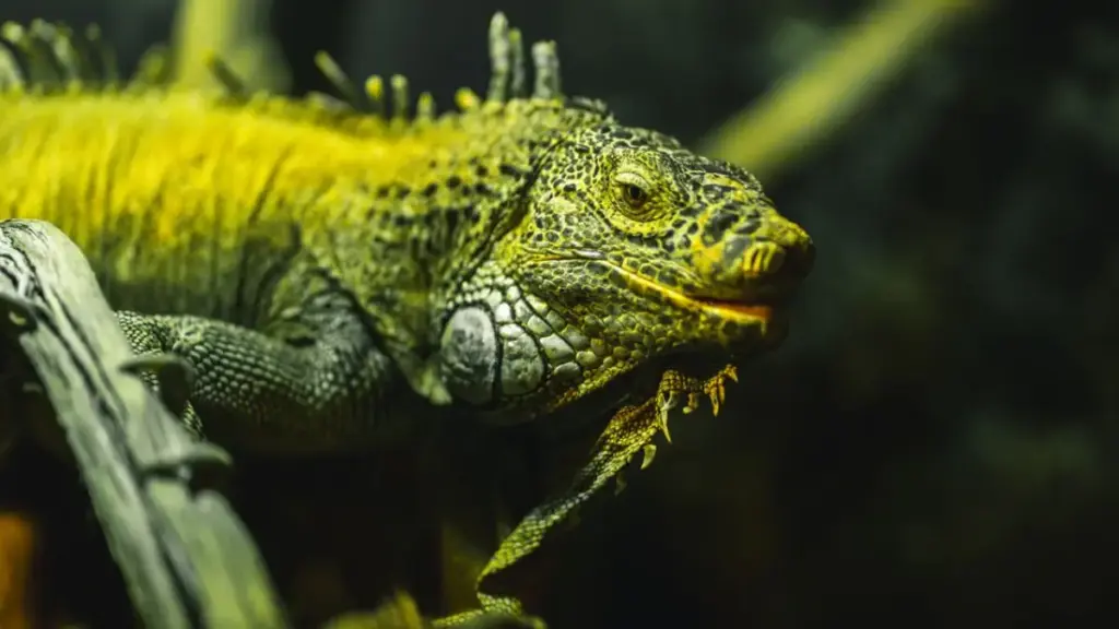 veterinary-pamphlets-on-waiting-room-table-detailing-toxic-bearded-dragon-food-rescue-steps