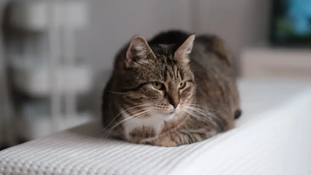 waiting-room-pamphlets-detailing-all-signs-cat-is-giving-birth