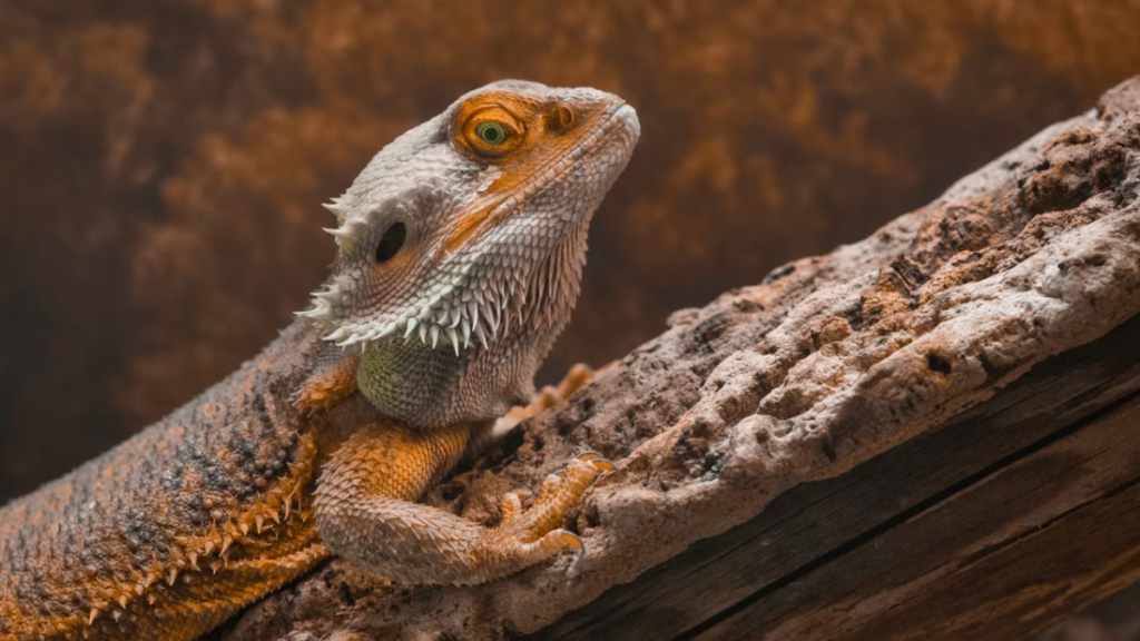 Warm isotonic immersion reversing acute Post-vaccination complications in bearded dragons