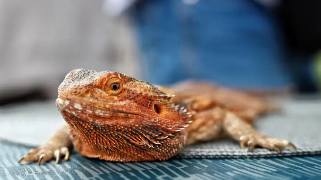 waterlogged-iceberg-lettuce-representing-empty-volume-in-a-dangerous-bearded-dragon-diet