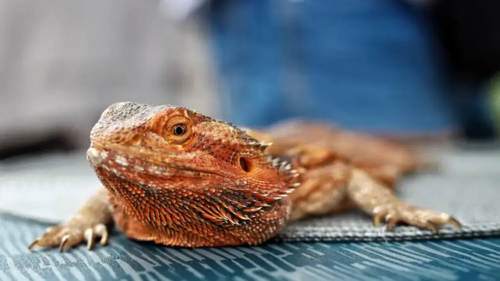 waterlogged-reptile-shell-expanding-into-failed-bearded-dragon-breeding-eggs