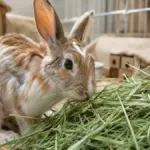 what food does a bunnies eat to gain weight fast rescue rabbit eating green timothy hay for malnutrition recovery