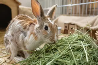 what food does a bunnies eat to gain weight fast rescue rabbit eating green timothy hay for malnutrition recovery