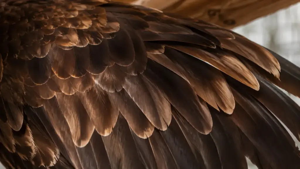 bald-eagle-dark-brown-feather-texture-macro-detail