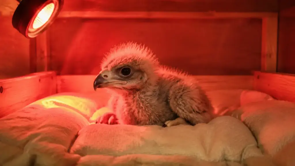 bald-eagle-hybrid-chick-in-brooder-box-nursery