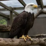 bald eagle perched on timber branch in breeding facility