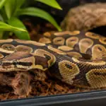 ball python healthy enclosure setup