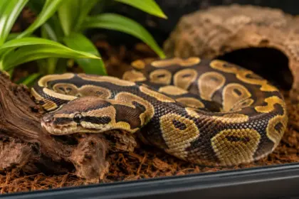 ball python healthy enclosure setup