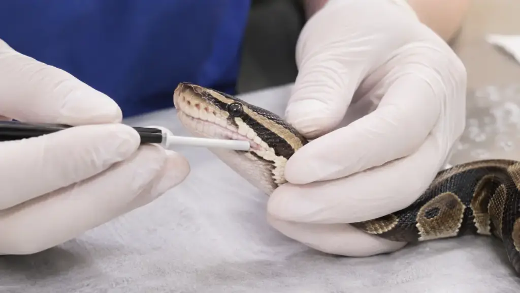 ball-python-mouth-rot-inspection