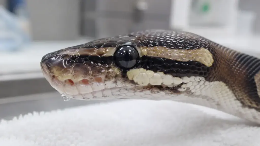ball-python-respiratory-infection-symptoms
