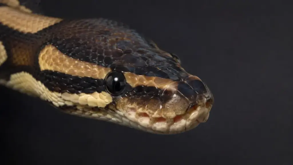 ball-python-sensory-pit-organs