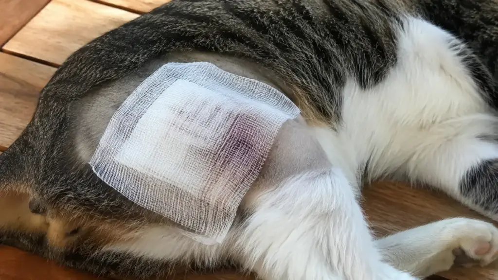 bitten-by-a-stray-cat-loose-bandage