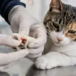 bitten by a stray cat vet inspection