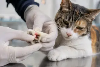 bitten by a stray cat vet inspection