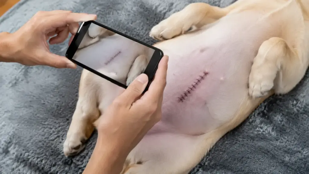 bruising-after-dog-spaying-and-neutering-daily-photo-tracking