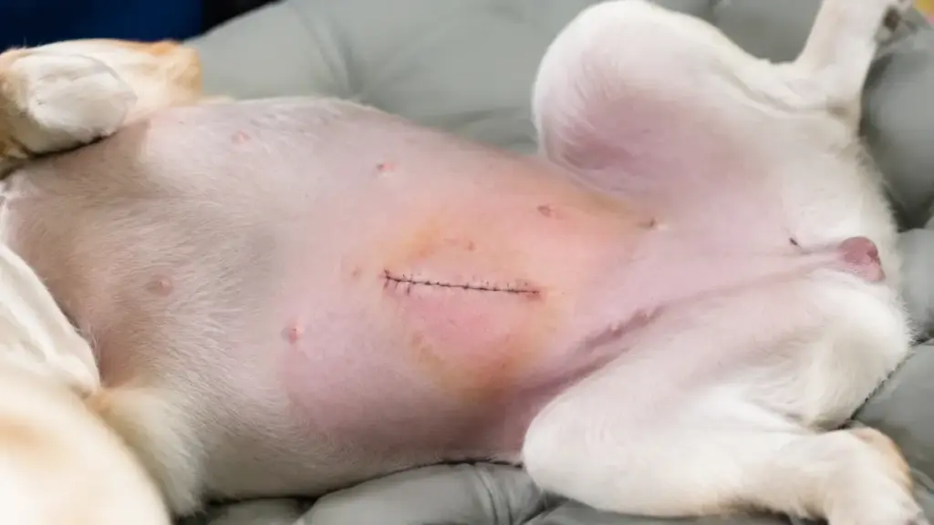 bruising-after-dog-spaying-and-neutering-healing-skin-color