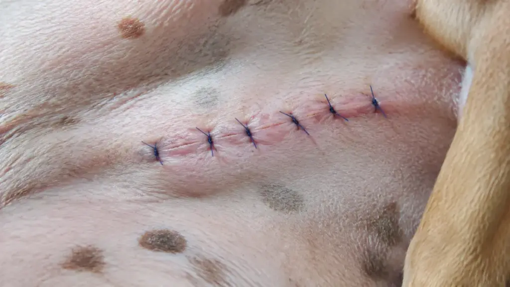 bruising-after-dog-spaying-and-neutering-intact-sutures