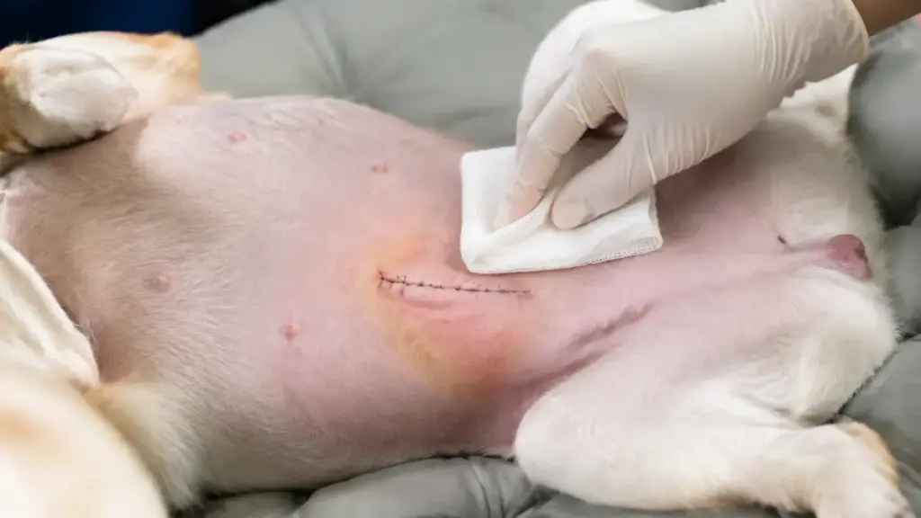 bruising-after-dog-spaying-and-neutering-wound-discharge-check