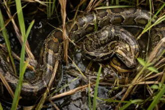 burmese python everglades sawgrass camouflage