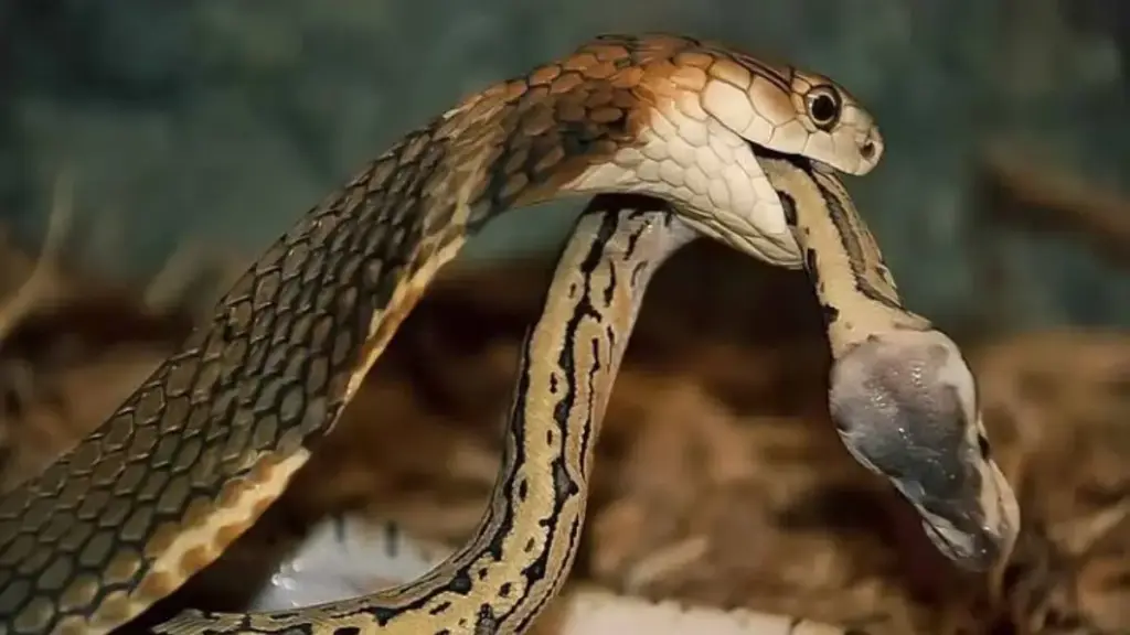 burmese-python-first-aid-jaw-removal-technique