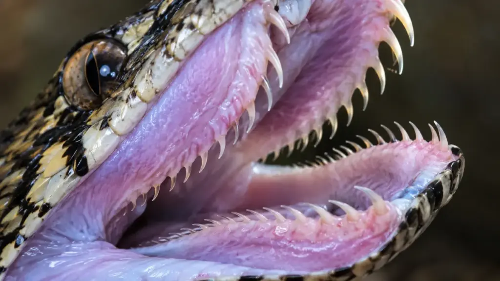 burmese-python-jaw-teeth-structure-close-up