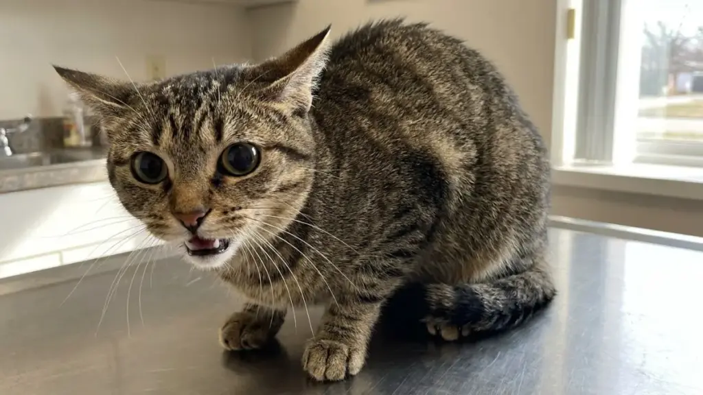 cat-bite-defensive-feline-posturing-dilated-pupils