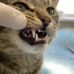 cat bite sharp feline canine teeth puncture wound