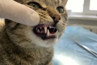 cat bite sharp feline canine teeth puncture wound