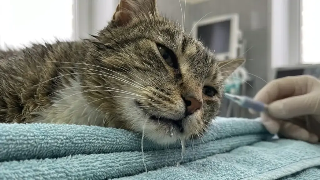 cat-is-constantly-vomiting-hypersalivation-symptoms
