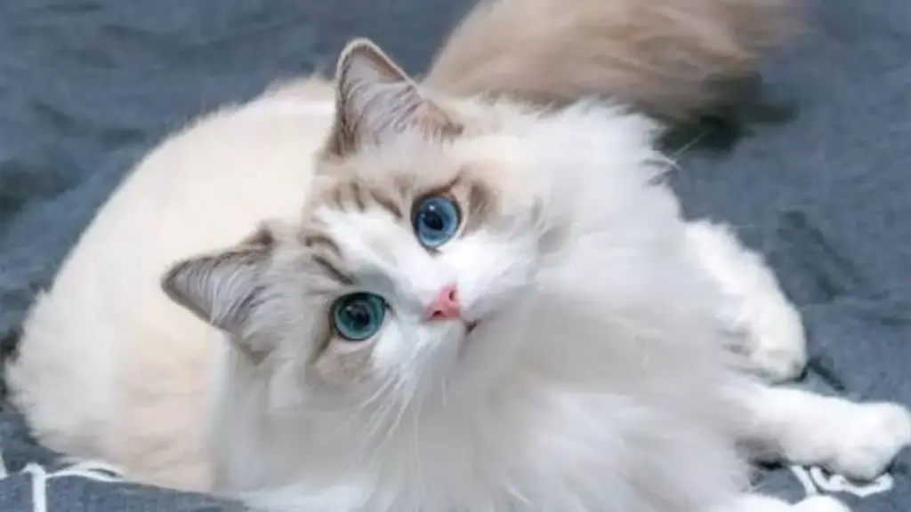 cat-is-constantly-vomiting-intestinal-parasites-microscope