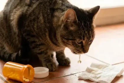 cat is constantly vomiting near medication bottle
