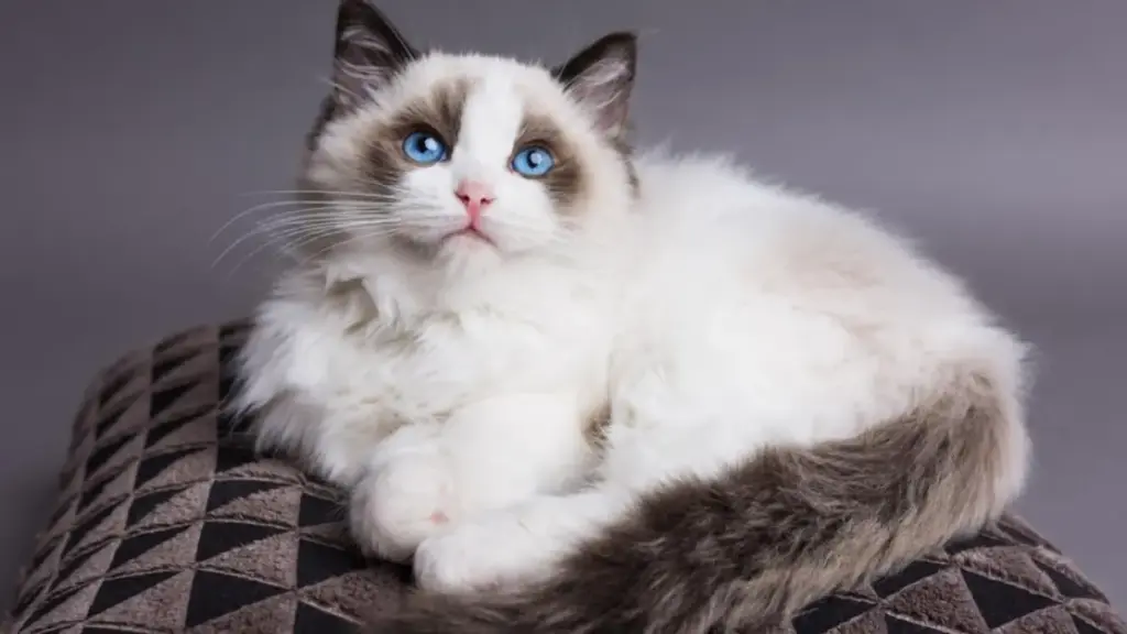 cat-is-constantly-vomiting-veterinary-medical-records